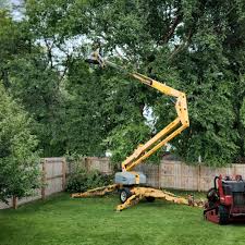 Best Tree Cabling and Bracing  in Duquesne, PA