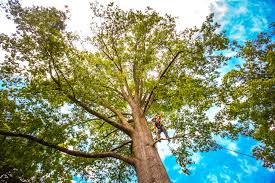 Best Root Management and Removal  in Duquesne, PA