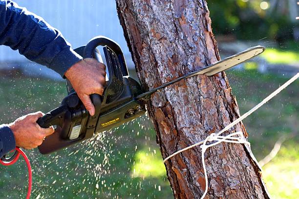 Best Lawn Watering Services  in Duquesne, PA