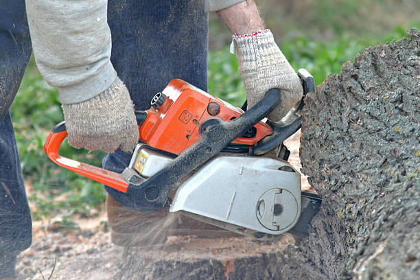 Reliable Duquesne, PA Tree Care Solutions