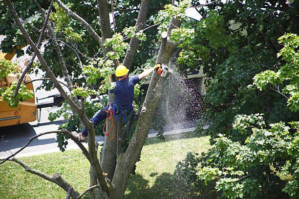 How Our Tree Care Process Works  in  Duquesne, PA