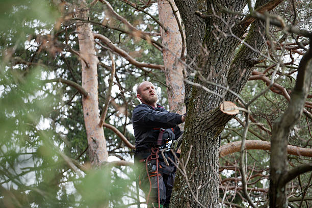 Best Arborist Consultation Services  in Duquesne, PA